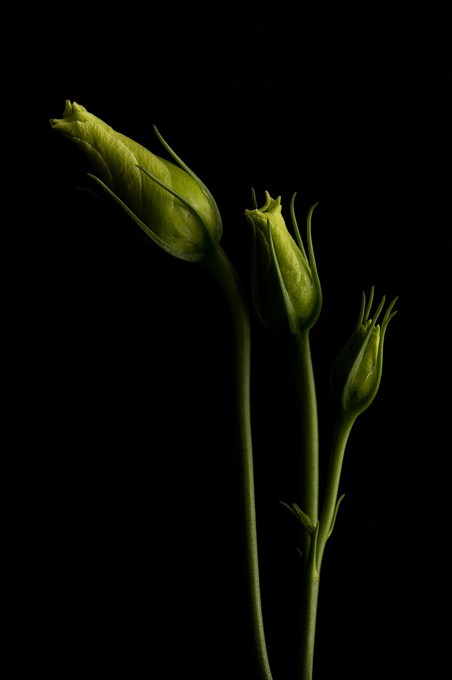 "Trio" From The Series "Colors" By Yves Léonard