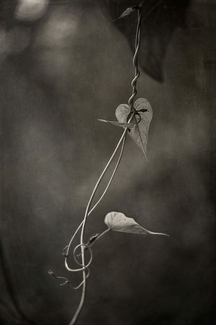 Chiave Di Violino (Treble Clef) From The Series 'Musica Notturna (Night Music)' By Jo Fields