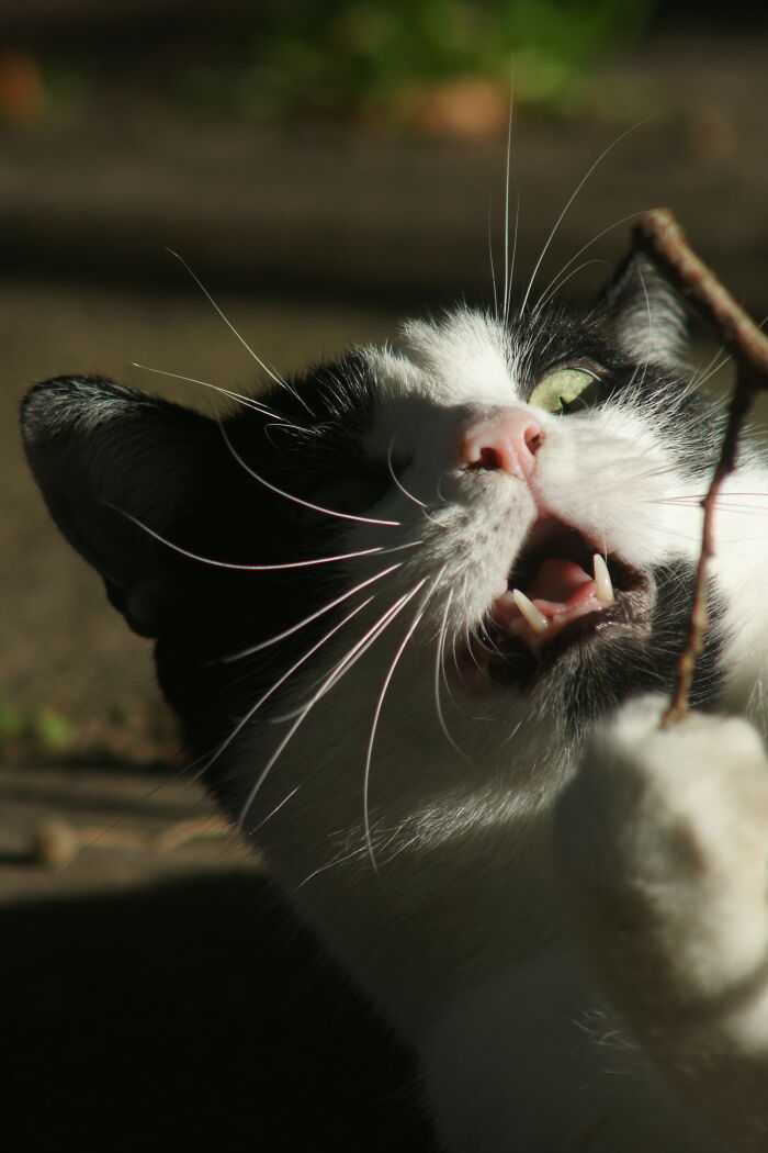 My Sweet Aari Tried His Best