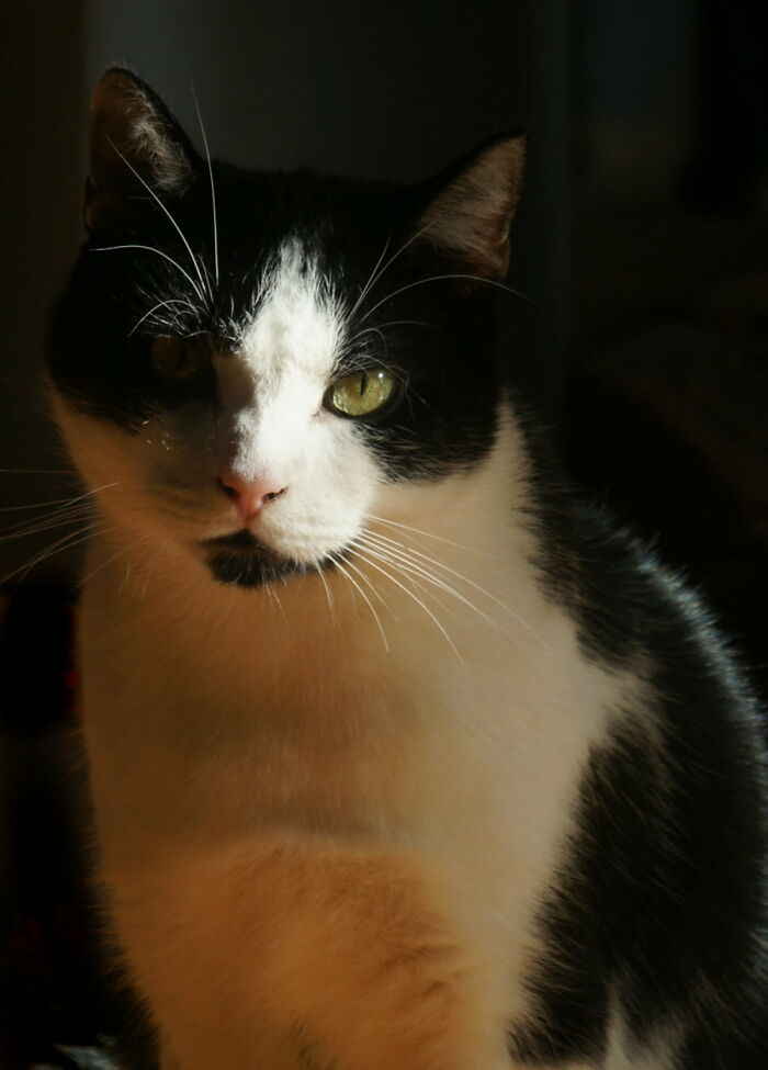 My Cat Aari, Illuminated