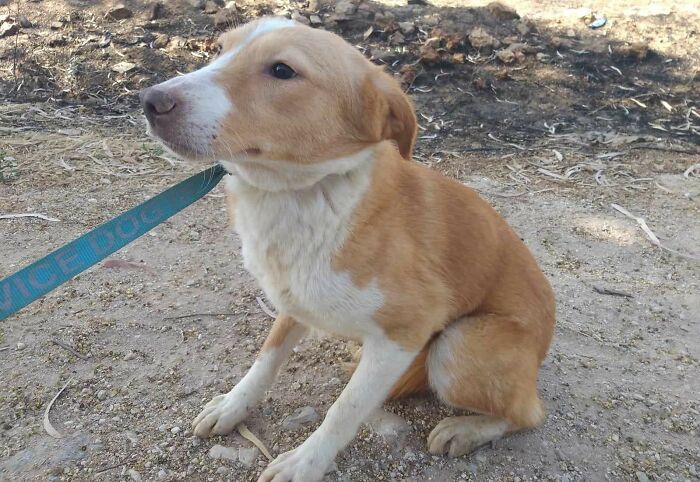 The Shocking Reality Of Animals In War Zones: How We Are Helping Animal Shelters In Gaza-Israel War