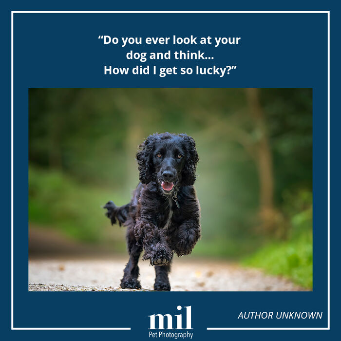 A picture of a dog with a motivational quote