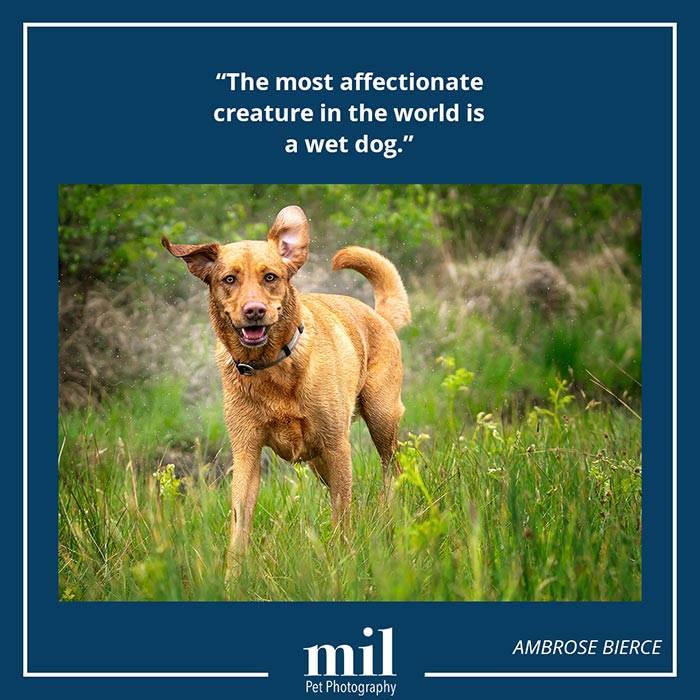 A picture of a dog with a motivational quote