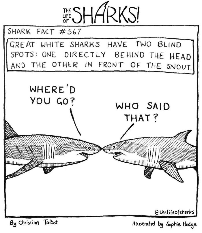 Artist Shows The Adventures Of Sharks And Their Interactions With Other Sea Creatures (New Pics)