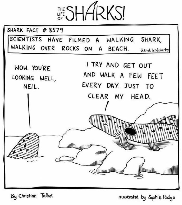 Artist Shows The Adventures Of Sharks And Their Interactions With Other Sea Creatures (New Pics)