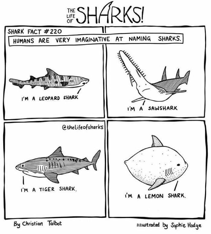 Artist Shows The Adventures Of Sharks And Their Interactions With Other Sea Creatures (New Pics)