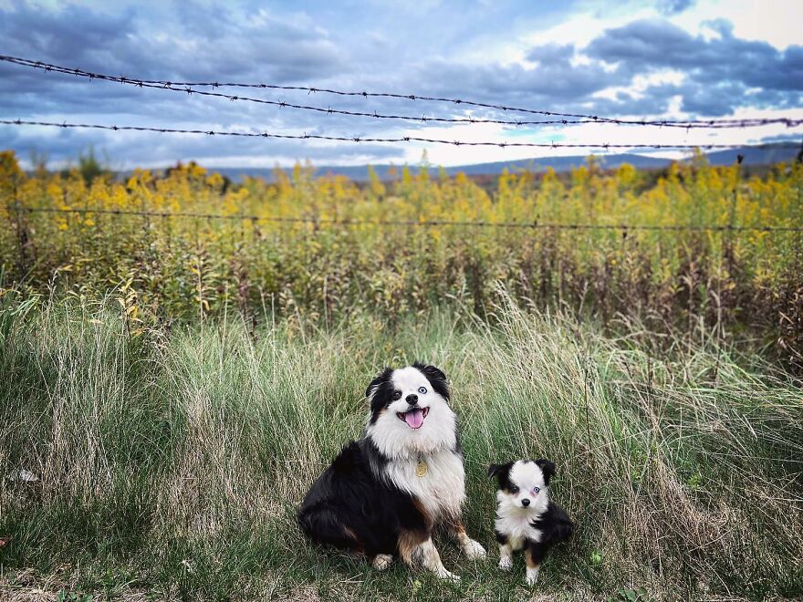 Artist Makes Pets Interact With Their Puppy "Self" And The Result Is Impressive