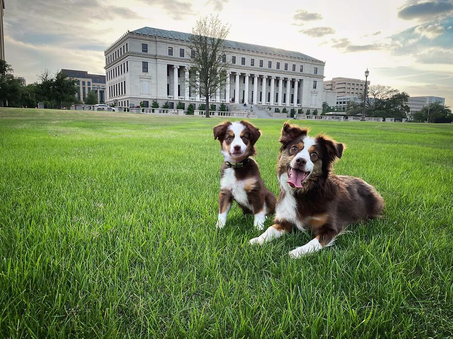 Artist Makes Pets Interact With Their Puppy "Self" And The Result Is Impressive