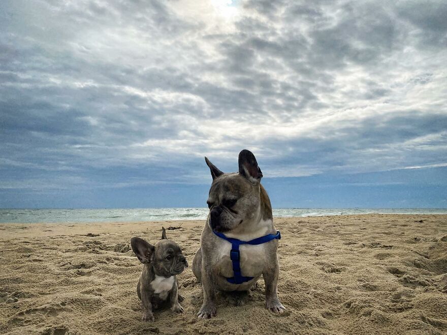 Artist Makes Pets Interact With Their Puppy "Self" And The Result Is Impressive