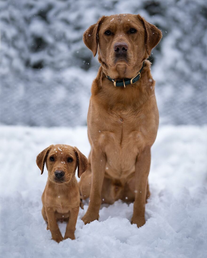 Artist Makes Pets Interact With Their Puppy "Self" And The Result Is Impressive