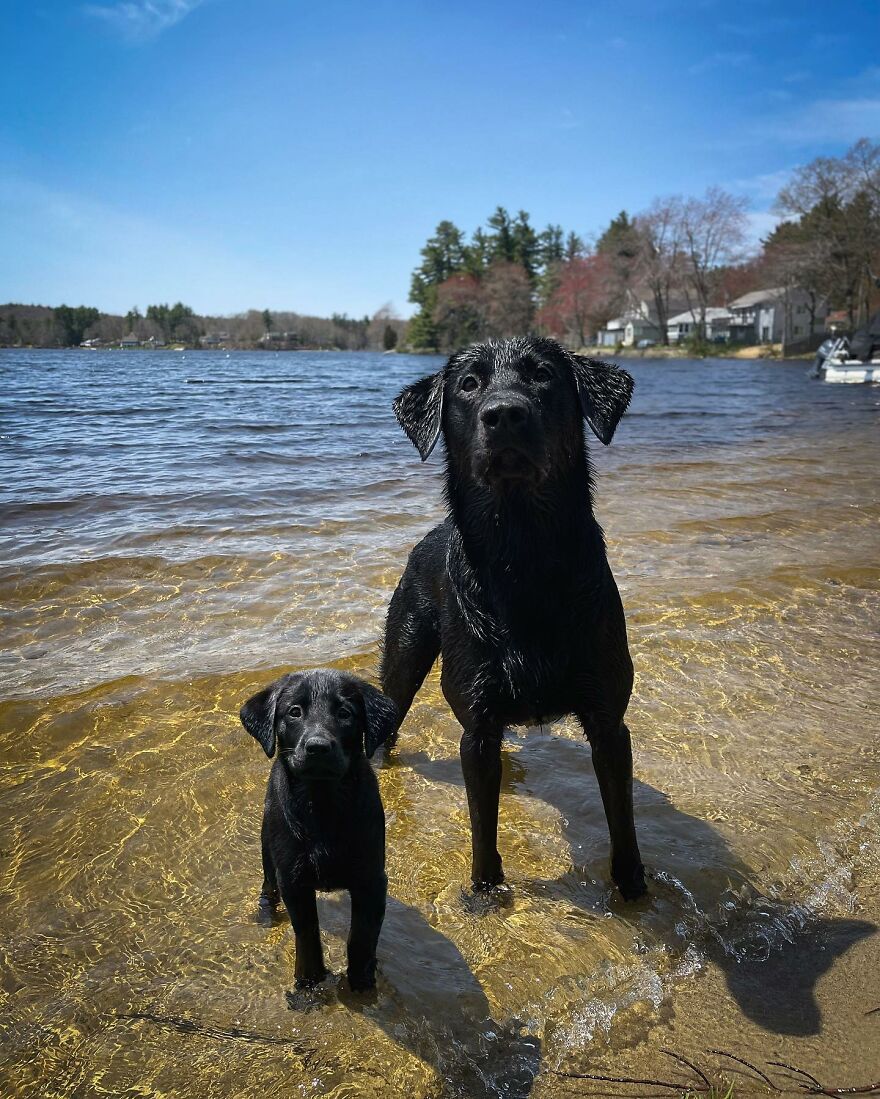 Artist Makes Pets Interact With Their Puppy "Self" And The Result Is Impressive