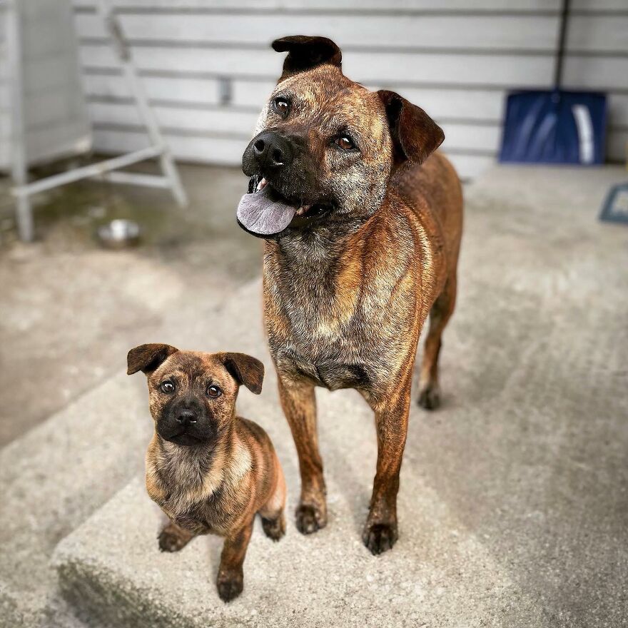 Artist Makes Pets Interact With Their Puppy "Self" And The Result Is Impressive