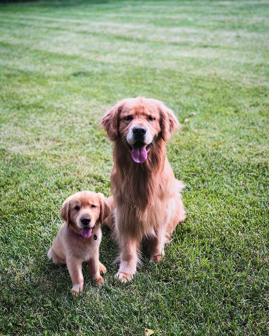 Artist Makes Pets Interact With Their Puppy "Self" And The Result Is Impressive