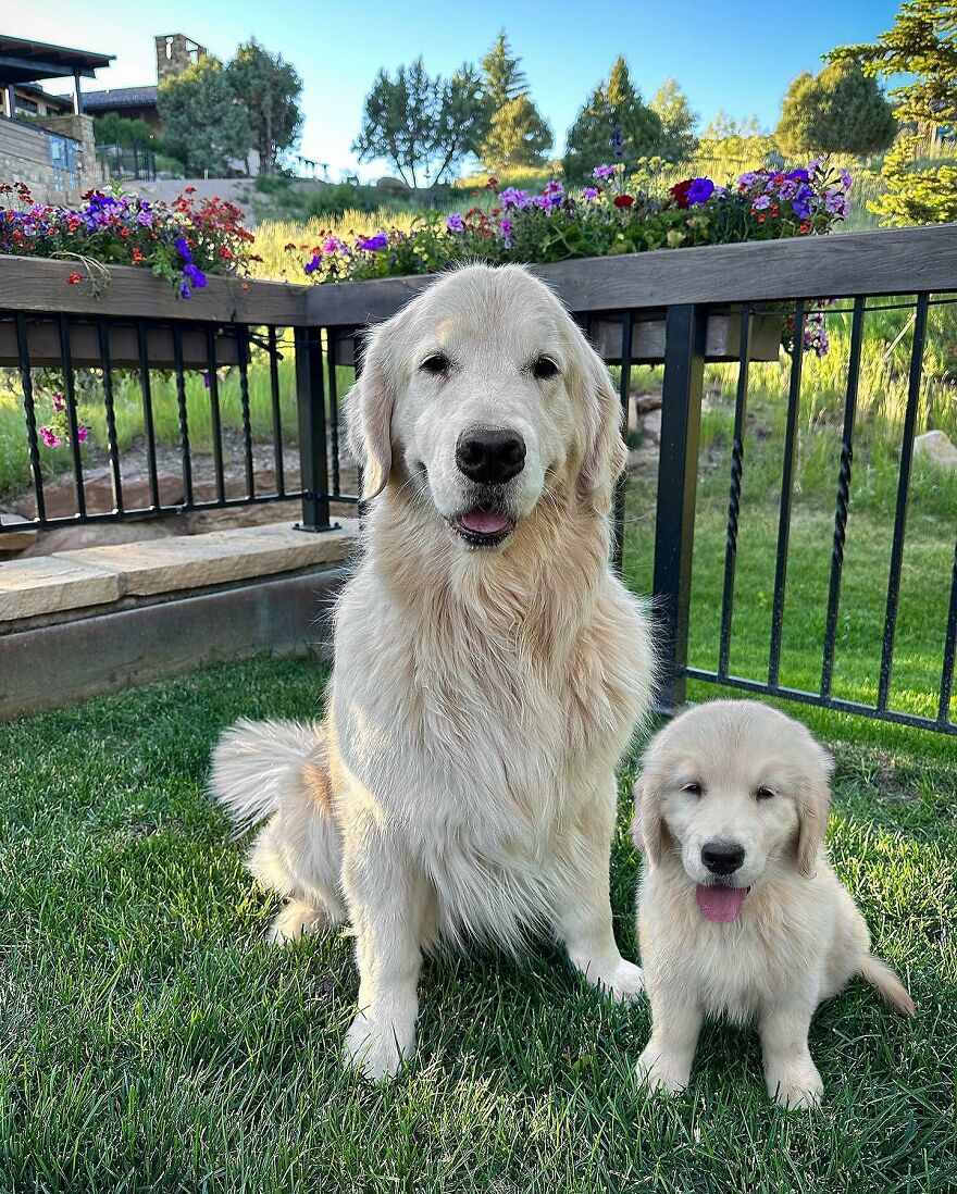 Artist Makes Pets Interact With Their Puppy "Self" And The Result Is Impressive