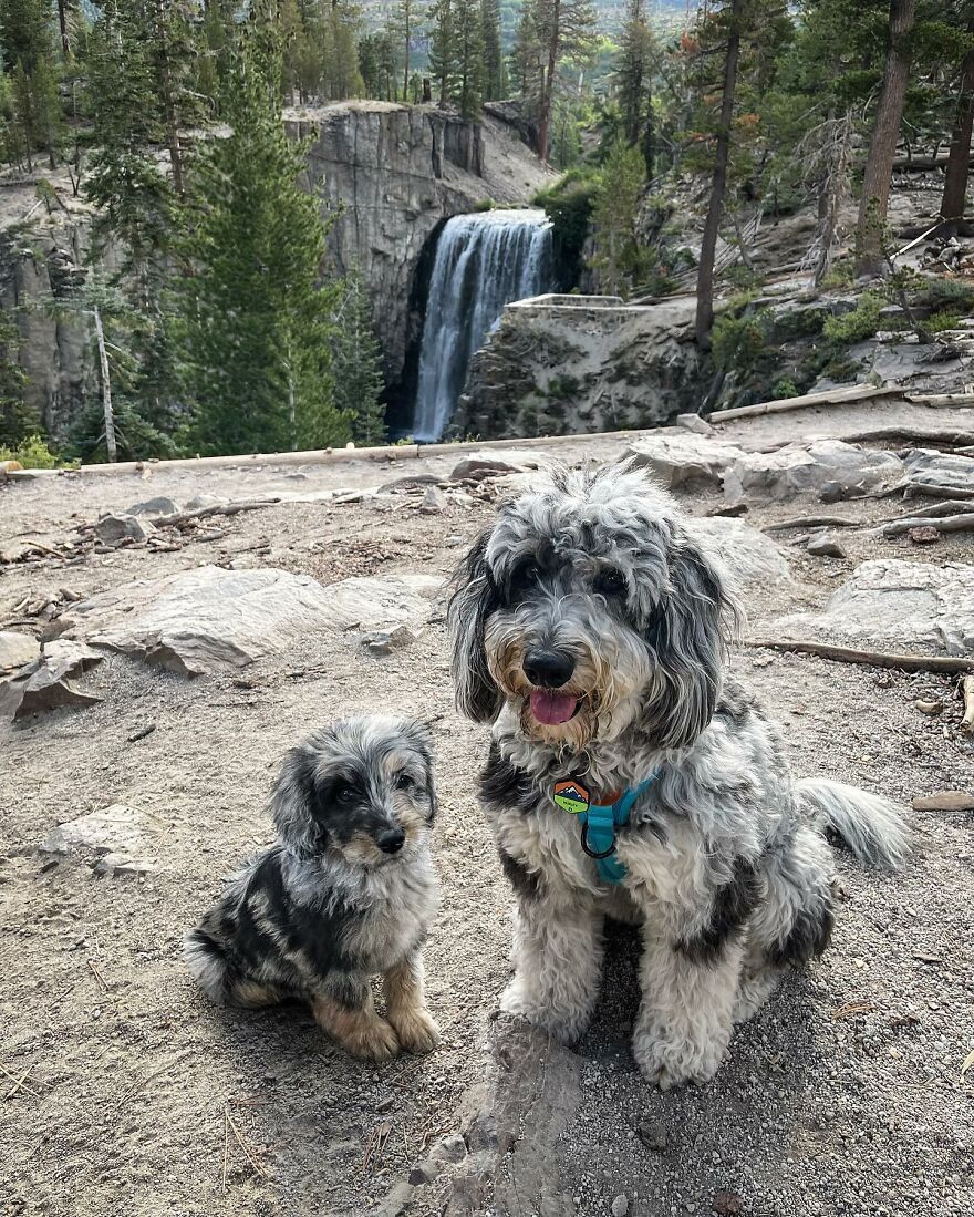 Artist Makes Pets Interact With Their Puppy "Self" And The Result Is Impressive