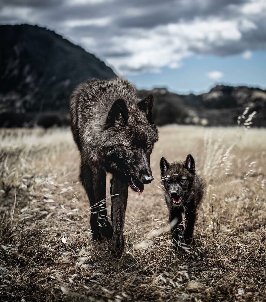 Artist Makes Pets Interact With Their Puppy "Self" And The Result Is Impressive