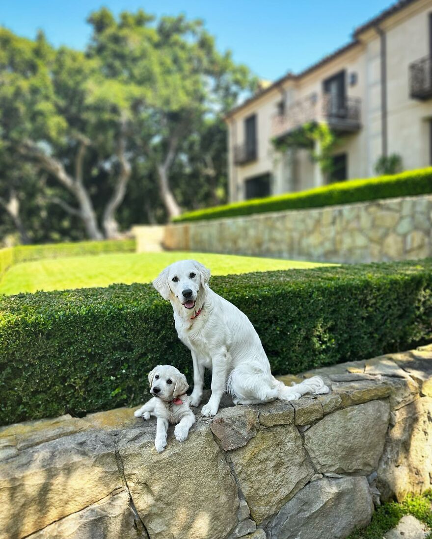 Artist Makes Pets Interact With Their Puppy "Self" And The Result Is Impressive