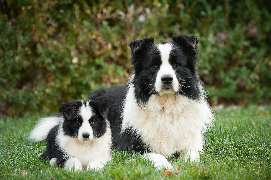 Artist Makes Pets Interact With Their Puppy "Self" And The Result Is Impressive