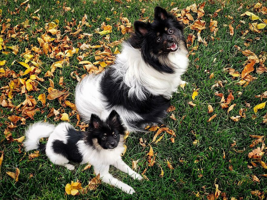 Artist Makes Pets Interact With Their Puppy "Self" And The Result Is Impressive