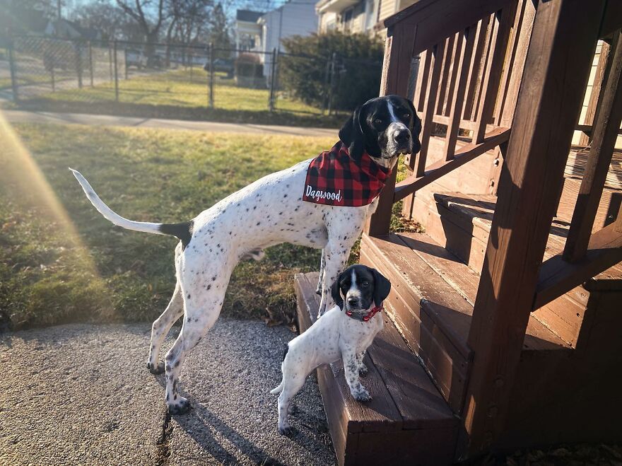 Artist Makes Pets Interact With Their Puppy "Self" And The Result Is Impressive