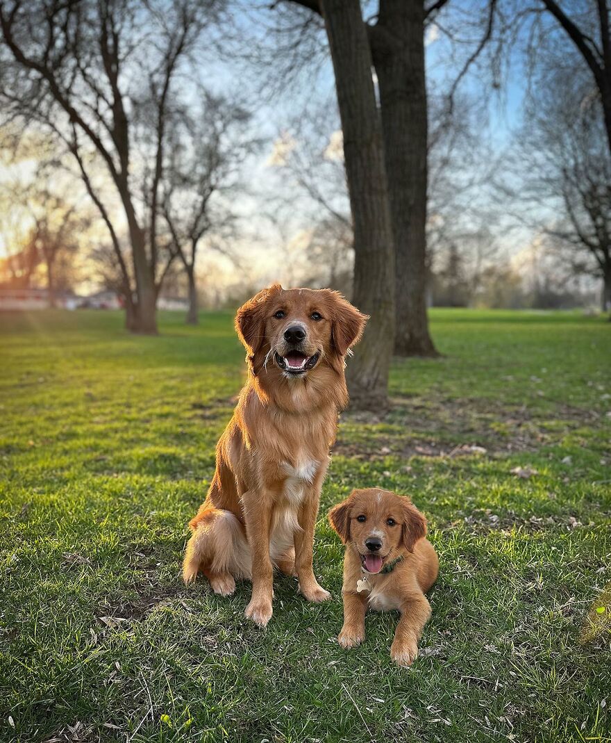 Artist Makes Pets Interact With Their Puppy "Self" And The Result Is Impressive