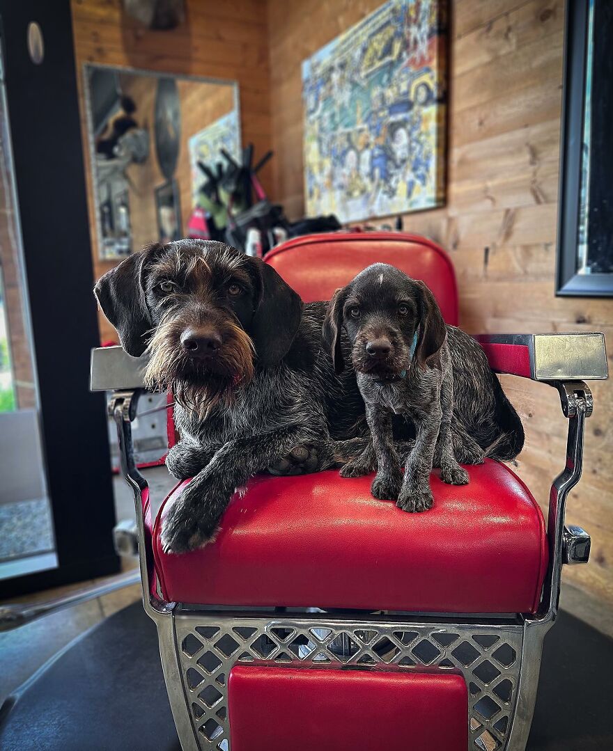 Artist Makes Pets Interact With Their Puppy "Self" And The Result Is Impressive