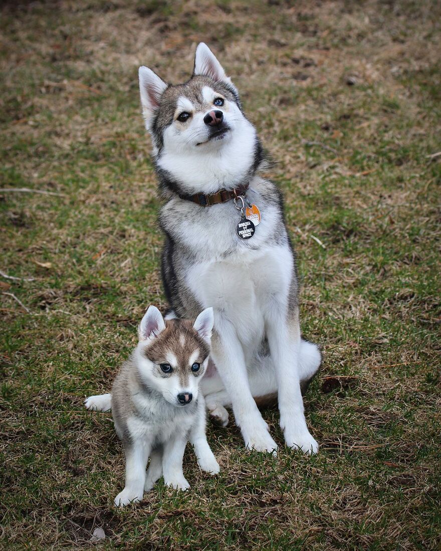 Artist Makes Pets Interact With Their Puppy "Self" And The Result Is Impressive