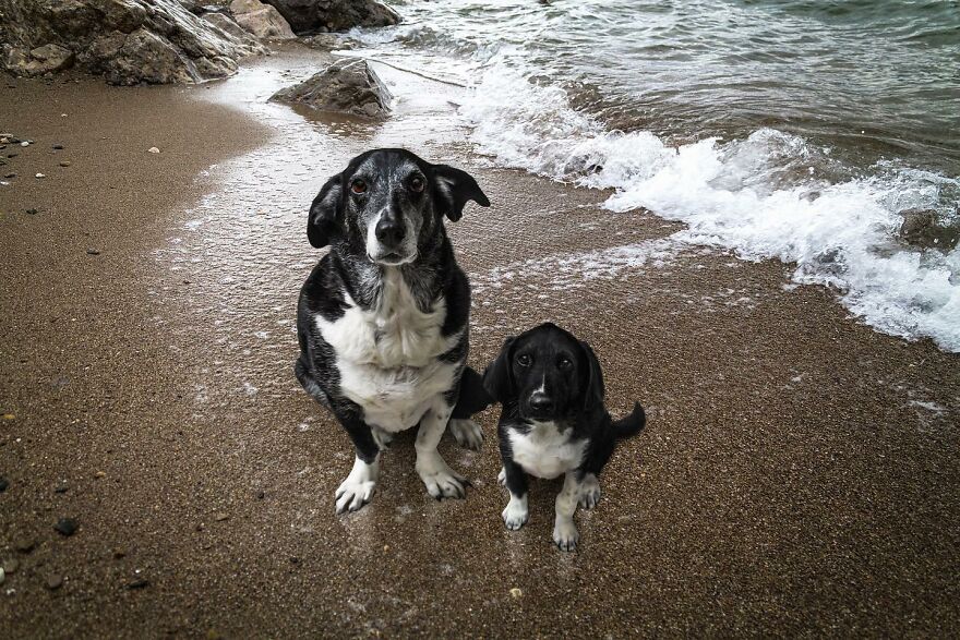 Artist Makes Pets Interact With Their Puppy "Self" And The Result Is Impressive