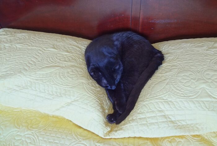 Asta Loves To Snuggle Between The Two Pillows On The Bed