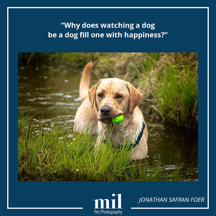 A picture of a dog with a motivational quote