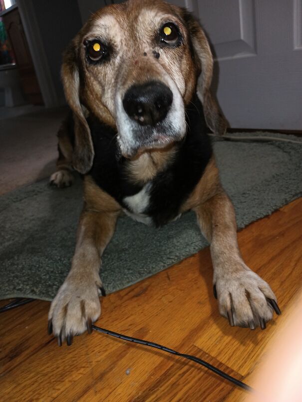 Ziggy, My Adopted Girl, Almost 15 Years Old Now. Best $150 I Spent 13 Years Ago. I Didn't Know I Needed Her. But She Knew