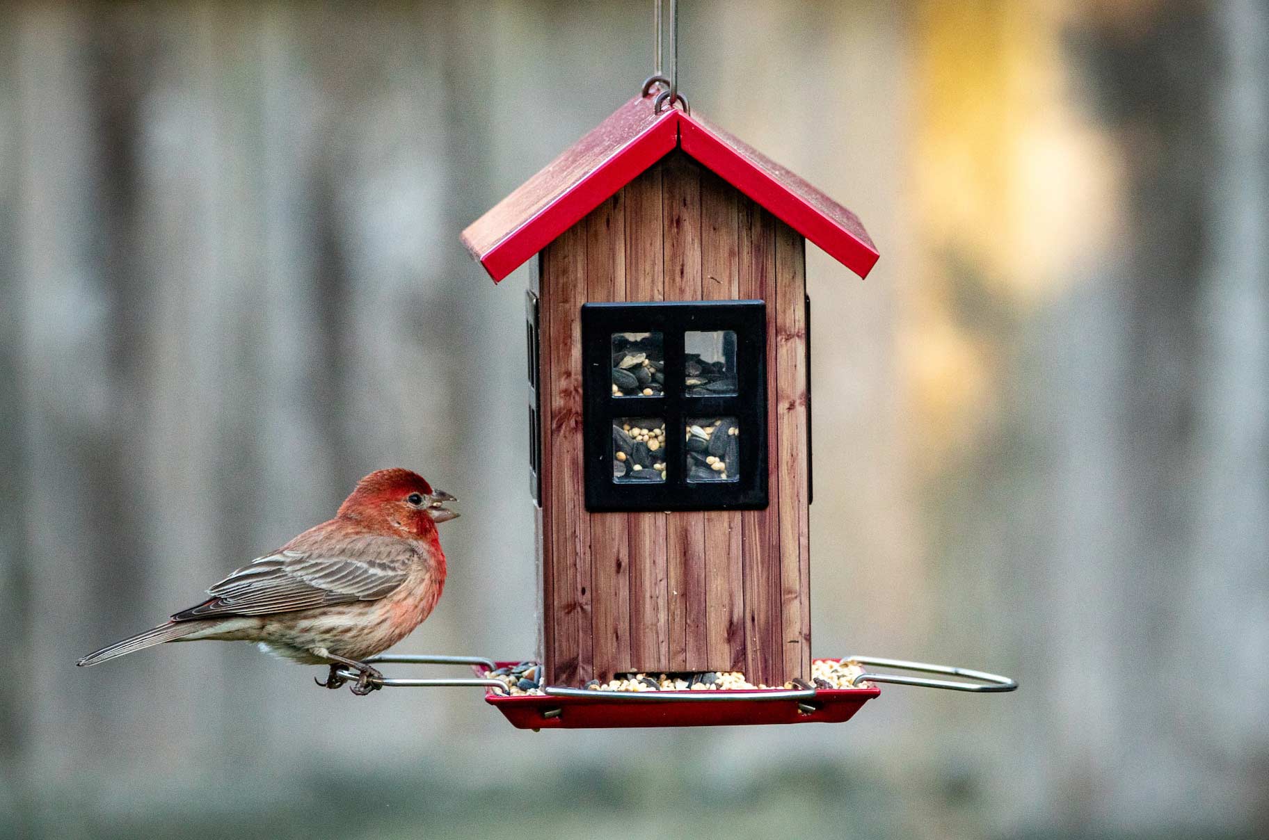 A hanging birdhouse feeder with seeds in it and a bird near it