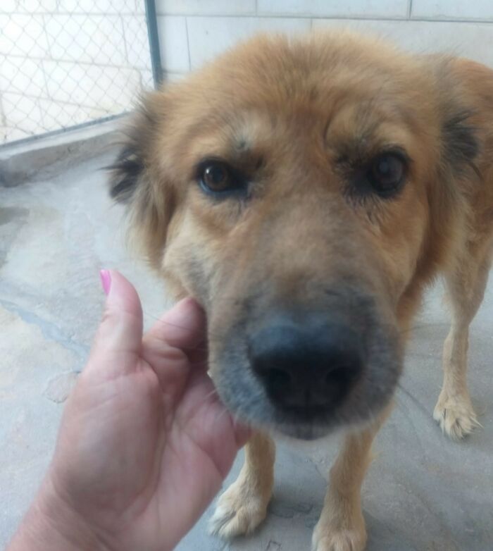 The Shocking Reality Of Animals In War Zones: How We Are Helping Animal Shelters In Gaza-Israel War