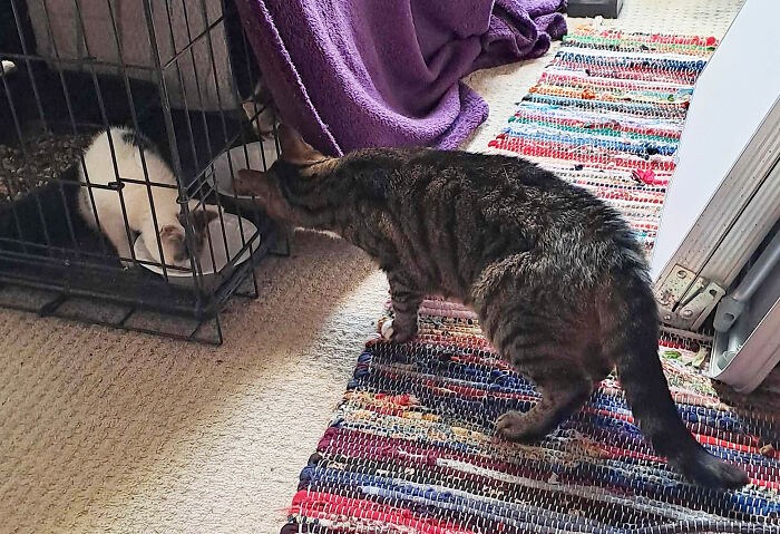 Our Story Of Adopting Two Feral Kittens