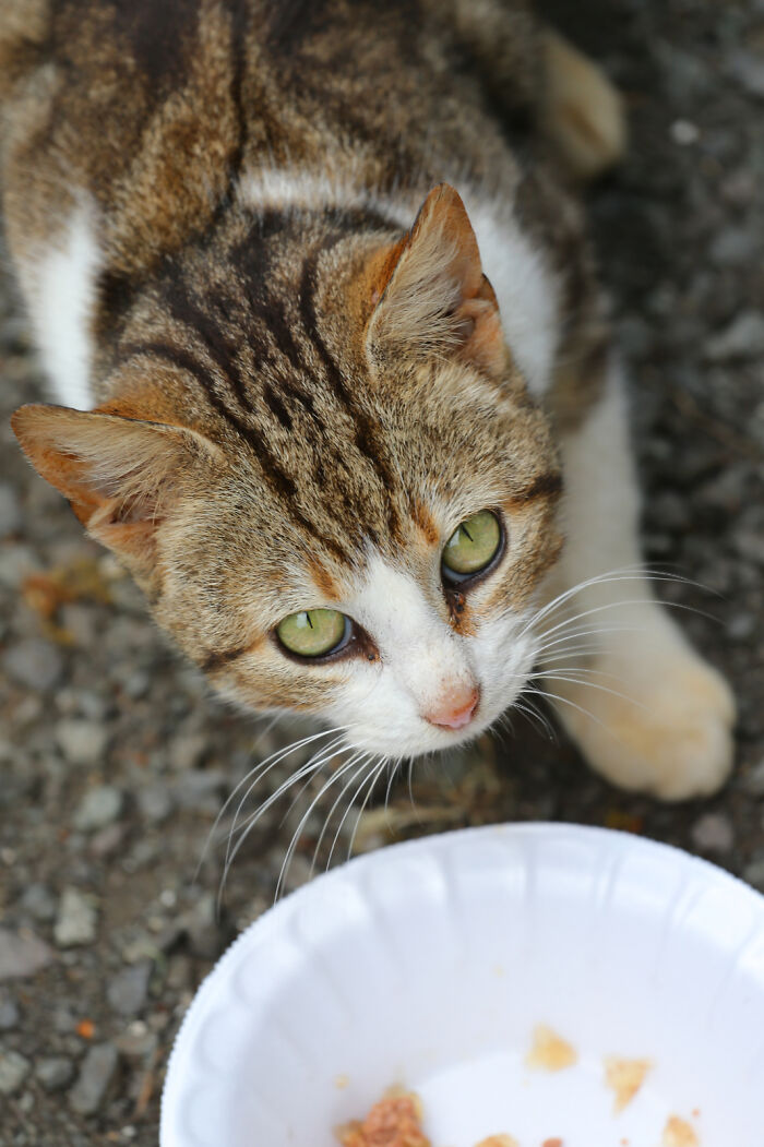 Our Story Of Adopting Two Feral Kittens