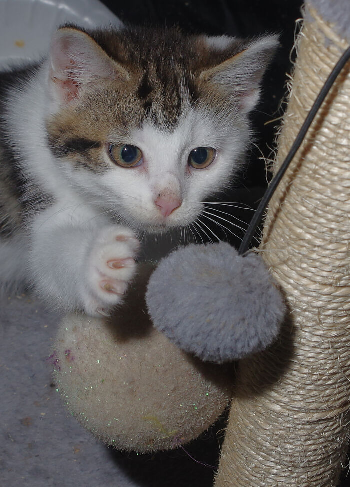 Our Story Of Adopting Two Feral Kittens