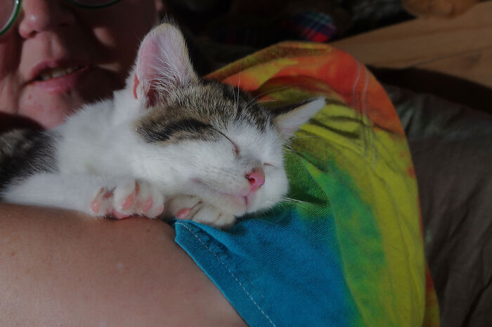 Our Story Of Adopting Two Feral Kittens