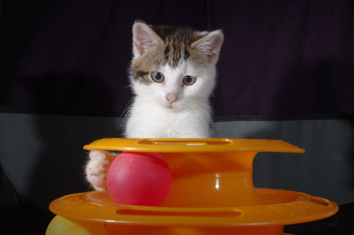 Our Story Of Adopting Two Feral Kittens