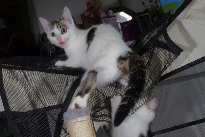 Our Story Of Adopting Two Feral Kittens