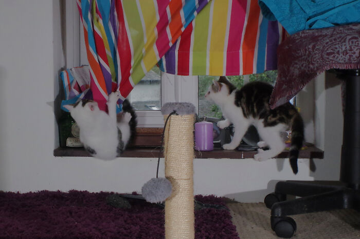 Our Story Of Adopting Two Feral Kittens