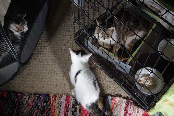 Our Story Of Adopting Two Feral Kittens