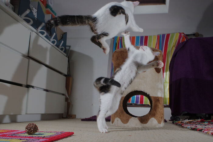 Our Story Of Adopting Two Feral Kittens