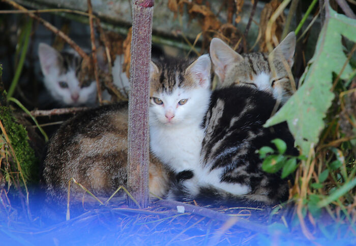 Our Story Of Adopting Two Feral Kittens