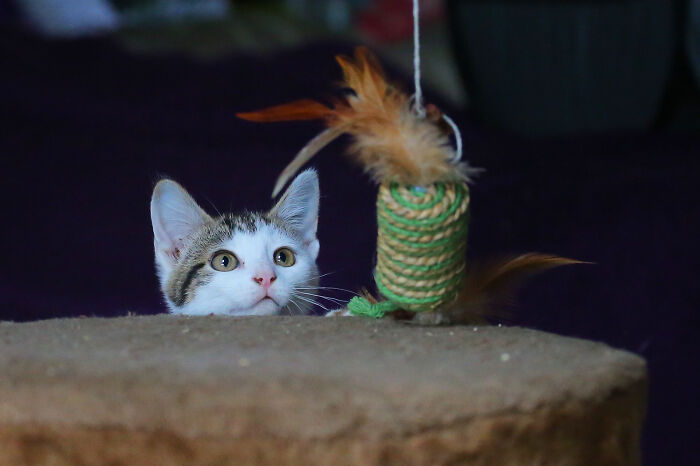 Our Story Of Adopting Two Feral Kittens