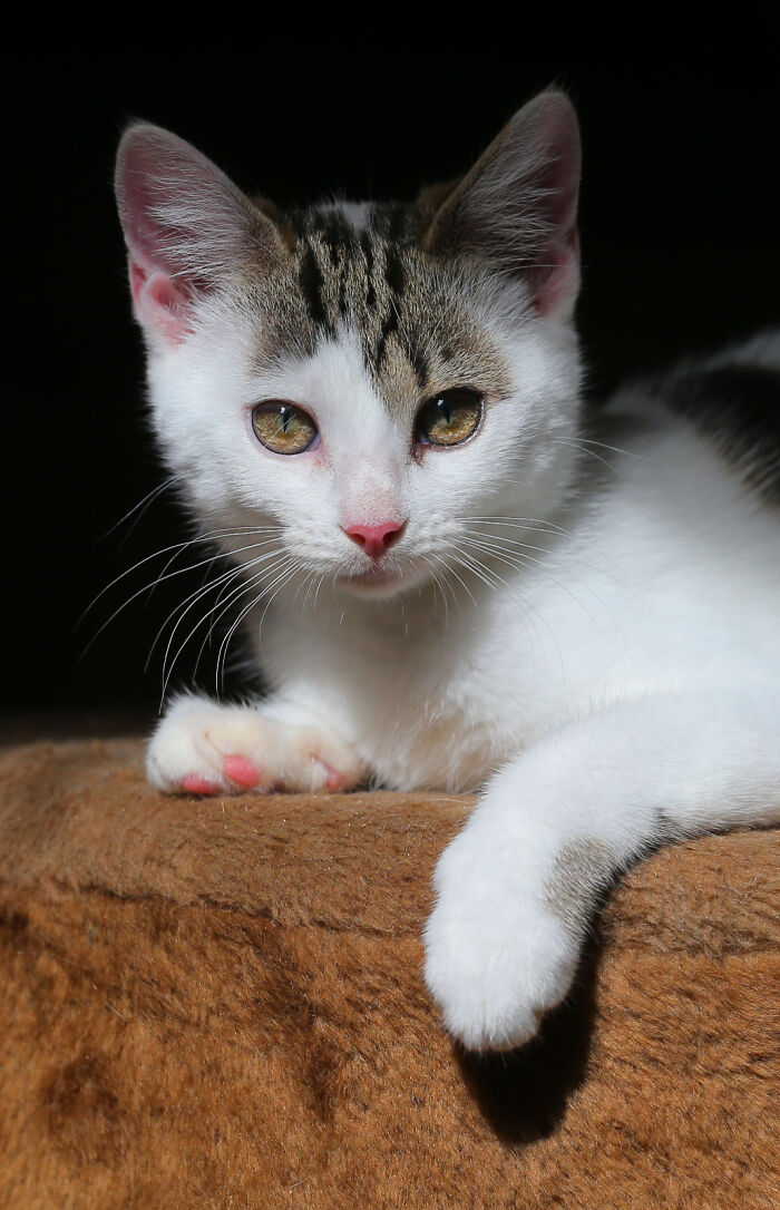 Our Story Of Adopting Two Feral Kittens