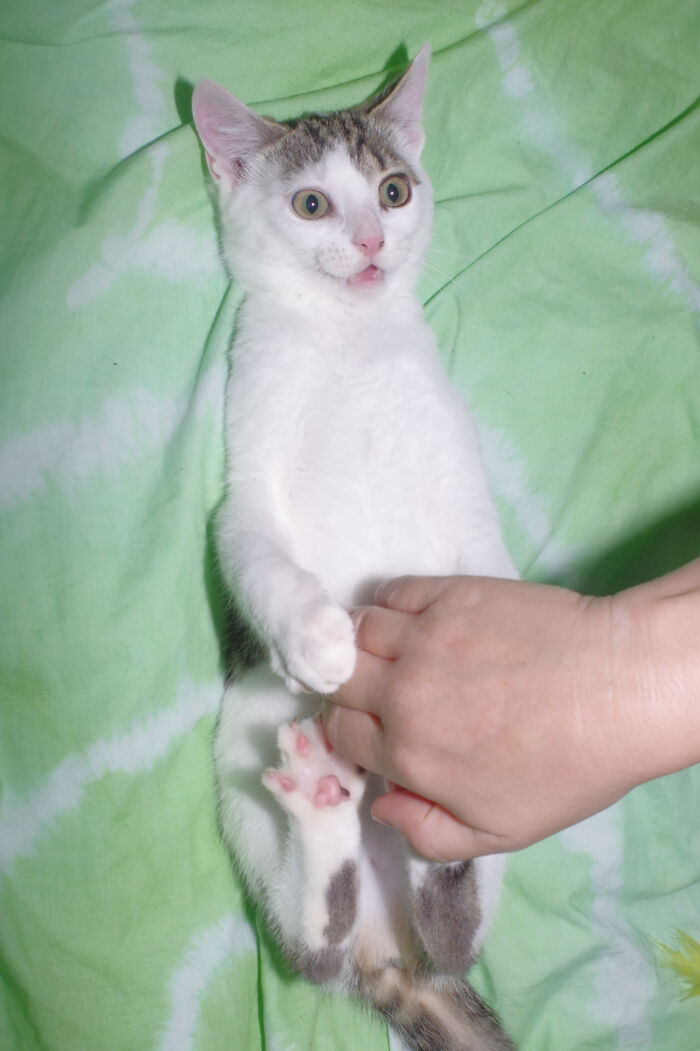 Our Story Of Adopting Two Feral Kittens