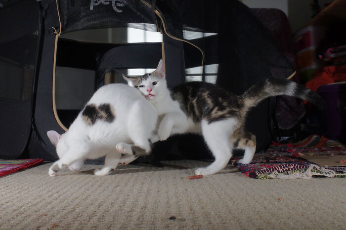 Our Story Of Adopting Two Feral Kittens