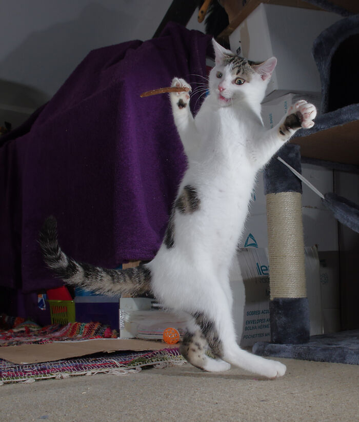 Our Story Of Adopting Two Feral Kittens