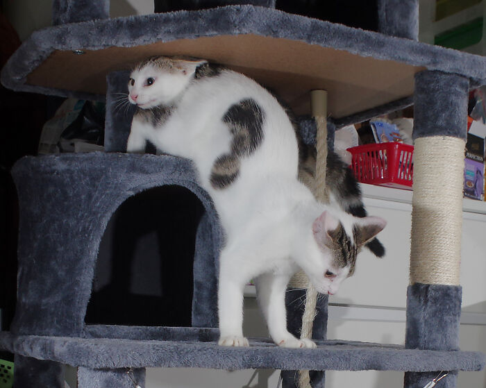 Our Story Of Adopting Two Feral Kittens