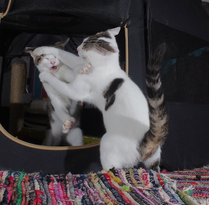 Our Story Of Adopting Two Feral Kittens